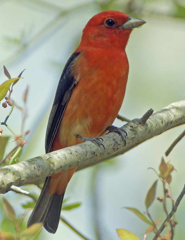 red bird on branch
